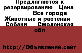 Предлагаются к резервированию › Цена ­ 16 000 - Все города Животные и растения » Собаки   . Смоленская обл.